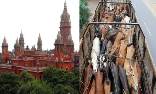കന്നുകാലികളെ ലോറിയിൽ കുത്തിനിറച്ച് കൊണ്ടുപോകുന്നത് ശരിയല്ല; ഉണർന്നിരിക്കാൻ അവരുടെ കണ്ണിൽ മുളകുപൊടി വിതറുന്നത് അതിക്രൂരം;കാലികളെ കടത്തുന്നതിൽ മാര്‍ഗരേഖ പുറത്തിറക്കി മദ്രാസ് ഹൈക്കോടതി