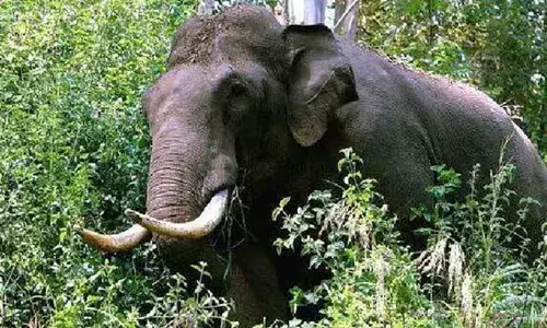 വാല്‍പ്പാറയില്‍ കാട്ടാനയുടെ ആക്രമണത്തില്‍ വിദേശി മരിച്ചു; മരിച്ചത് ബൈക്കില്‍ സഞ്ചരിച്ച ബ്രിട്ടീഷ് പൗരന്‍; മൈക്കിളിനെ ആന ആക്രമിച്ചത് പിന്നിലൂടെ ബൈക്കുമായി പോകവേ