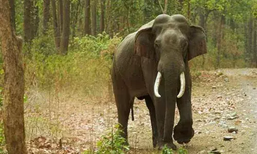 കാട്ടാനയ്ക്ക് മുന്നില്‍ വിദ്യാര്‍ത്ഥികളുടെ ഫോട്ടോഷൂട്ട്; നോക്കി നിന്ന് അധ്യാപകര്‍