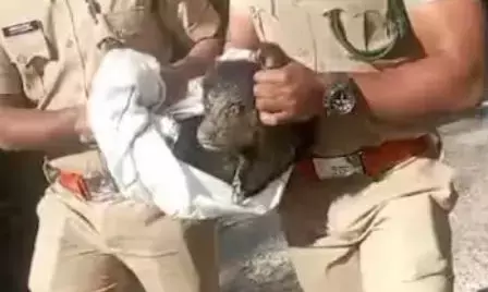 മുത്തങ്ങയിൽ ജനവാസ മേഖലയിലൊരു അതിഥി; സൂക്ഷിച്ചു നോക്കിയപ്പോൾ കണ്ടത് ഒരു കരടി കുഞ്ഞിനെ; ഉടനെ നാട്ടുകാരുടെ ഇടപെടൽ; വനംവകുപ്പെത്തി കുഞ്ഞനെ ചാക്കിലാക്കി