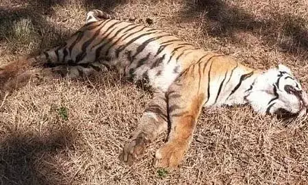 വയനാട്ടില്‍ രണ്ടിടങ്ങളിലായി മൂന്ന് കടുവകള്‍ ചത്ത നിലയില്‍; കുറിച്യാട് കാടിനുള്ളിലും മേപ്പാടിയിലുമാണ് കടുവകളുടെ ജഡങ്ങള്‍; കടുവകള്‍ ഏറ്റുമുട്ടി ചത്തതെന്നാണ് സംശയം