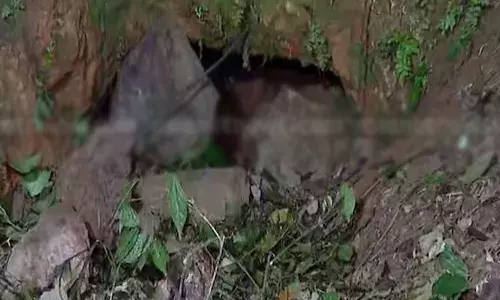 കാസര്‍കോട് തുരങ്കത്തിനുള്ളില്‍ കുടുങ്ങിയ പുലി മയക്കു വെടിവെച്ചപ്പോള്‍ ചാടി പോയി; പുലിക്ക് വെടിയേറ്റതായി വനംവകുപ്പ്