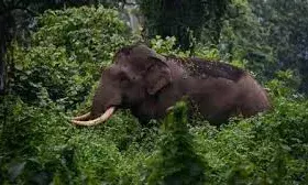 വനം വകുപ്പിന്റെ പാമ്പാര്‍ ലോഗ് ഹൗസിലേക്കുള്ള വഴി വെട്ടിത്തെളിക്കുന്നവര്‍ക്ക് നേരെ കാട്ടാന പാഞ്ഞെടുത്തു; ആന തുമ്പിക്കൈ കൊണ്ട് എടുത്തെറിയുകയും നിലത്തടിക്കുകയും ചെയ്തു; ചിന്നാറില്‍ കാട്ടാന കൊന്നത് ചെമ്പക്കാട് സ്വദേശി ബിമലിന്