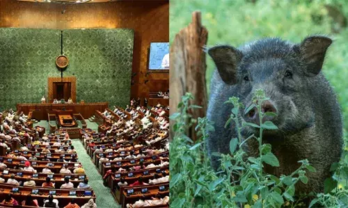 കാട്ടുപന്നിയെ ക്ഷുദ്ര ജീവിയായി പ്രഖ്യാപിക്കാനാവില്ല, വേട്ടയാടാന്‍ അനുമതിയുണ്ട്; നിലപാടറിയിച്ചു കേന്ദ്രസര്‍ക്കാര്‍