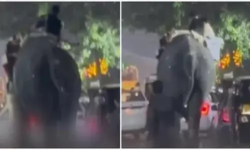 കൂറ്റനാട് നേര്‍ച്ചക്കിടെ ആന ഇടഞ്ഞു; പാപ്പാനെ കുത്തിക്കൊന്നു; ഒരാള്‍ക്ക് പരിക്ക്; ഇടഞ്ഞത് ഗജസംഗമം കഴിഞ്ഞ് മടങ്ങുന്നതിനിടെ