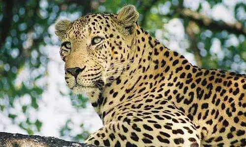 പന്നിക്കെണിയില്‍ നിന്ന് രക്ഷപ്പെട്ട പുലിക്കായി തെരച്ചില്‍ തുടരുന്നു; ഡ്രോണ്‍ ഉപയോഗിച്ചുള്ള തെരച്ചിലും ഫലം കണ്ടില്ല; ജനങ്ങള്‍ ആശങ്കയില്‍