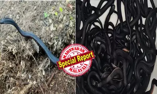 വീട്ടുമുറ്റത്ത് ഇറങ്ങാൻ പറ്റാത്ത അവസ്ഥ; കാല് നടയിൽ കുത്തിയാൽ കടി ഉറപ്പ്; കുഞ്ഞുങ്ങൾക്ക് പുറത്തിറങ്ങാൻ പേടി; രാപ്പകൽ ഇല്ലാതെ ശല്യം; വീടിന്റെ വാതിലിൽ വരെ ഇഴഞ്ഞുകയറി അതിഥി; തിരച്ചിലിൽ വീട്ടുകാർ വരെ ഞെട്ടി; കണ്ടെത്തിയത് 102 വിഷപ്പാമ്പുകൾ; പിടിക്കുന്നതിനിടെ മറ്റൊരു കാഴ്ചയും അമ്പരിപ്പിച്ചു; സിഡ്നിയിൽ നടന്നത്!
