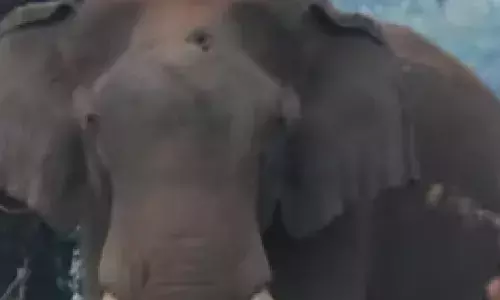 അതെ...ഞാൻ വീണ്ടും എത്തിയിട്ടോ; അതിരപ്പിള്ളിയിൽ കാട്ടാനയെ മയക്കു വെടിവച്ച് കാട് കയറ്റിയത് കഴിഞ്ഞ ആഴ്ച; കുട്ടൻ വീണ്ടും അതേസ്ഥലത്ത് തന്നെ തിരിച്ചെത്തി; തലയിൽ കൈവച്ച് നാട്ടുകാർ!