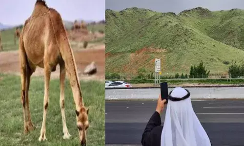വരണ്ട പ്രദേശങ്ങളിൽ പുൽനാമ്പുകൾ; സസ്യജാലങ്ങളും വളർന്നു തുടങ്ങി; കന്നുകാലികൾക്ക് മേയാൻ ഇടം ഒരുക്കാനും തീരുമാനം; കാണാൻ സഞ്ചാരികളുടെ ഒഴുക്ക്; എങ്ങും കണ്ണുകൾക്ക് കുളിർമയേകുന്ന കാഴ്ചകൾ; ഇത് സൗദി തന്നെയാണോ എന്ന് ജനങ്ങൾ!