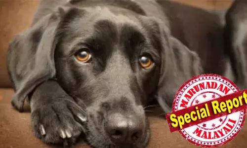 വീട്ടുമുറ്റത്ത് കൊണ്ട് വന്ന് കടിച്ച് കൊല്ലുന്നതാണ് ജൂലിയുടെ രീതി; രണ്ട് വര്‍ഷത്തിനിടെ കൊന്നത് 9 മൂര്‍ഖന്‍ പാമ്പുകളെ; പത്താമനെ രക്ഷിച്ച് വനംവകുപ്പ്; ജൂലിയൂടെ മുന്നില്‍ പെടാതെ മൂര്‍ഖന്‍ പാമ്പുകള്‍ ജാഗ്രതൈ!