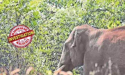 ഇടുക്കി കൊമ്പന്‍പാറയില്‍ കാട്ടാന ആക്രമണത്തില്‍ വീട്ടമ്മയ്ക്ക് ദാരുണാന്ത്യം;  45കാരി കൊല്ലപ്പെട്ടത് വീടിന് സമീപത്തെ അരുവിയില്‍ കുളിക്കാന്‍ പോയപ്പോള്‍;  ഈ വര്‍ഷത്തെ ആദ്യ ആറ് ആഴ്ചകളില്‍ വന്യജീവി ആക്രമണത്തില്‍ കൊല്ലപ്പെട്ടത് ഏഴ് പേര്‍