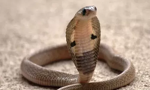 പാമ്പുകടിയേറ്റുള്ള മരണം; നാലു ലക്ഷം രൂപ ധനസഹായം