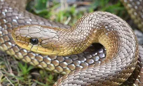 ആറര അടി നീളമുള്ള കൂറ്റന്‍ പാമ്പുകള്‍ ബ്രിട്ടനില്‍ വര്‍ധിച്ചു വരുന്നു; തണുത്ത കാലാവസ്ഥയെ അതിജീവിക്കാന്‍ വീടുകളില്‍ അഭയം തേടും; മുന്നറിയിപ്പു നല്‍കി ശാസ്ത്രജ്ഞര്‍