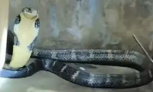 വീട്ടിലെ ശുചിമുറിയില്‍ കൂറ്റന്‍ രാജവെമ്പാല; സുരക്ഷിതമായി പിടികൂടി വനപാലകര്‍