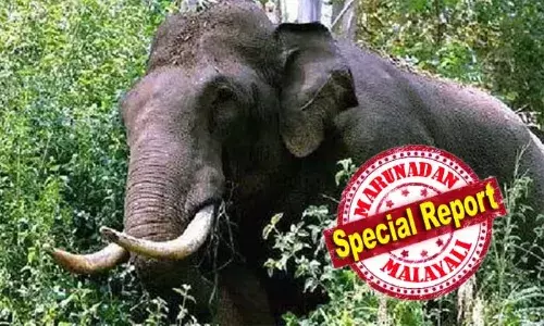 തിരുവനന്തപുരം പാലോടും കാട്ടാന ആക്രമണം; വനവിഭവങ്ങള്‍ ശേഖരിക്കാന്‍ പോയ മധ്യവയസ്‌കനെ ചവിട്ടിക്കൊന്നു; സംസ്ഥാനത്ത് 24 മണിക്കൂറിനിടെ കാട്ടാന ആക്രമണത്തില്‍ കൊല്ലപ്പെട്ടത് മൂന്ന് പേര്‍; വന്യജീവി ആക്രമണങ്ങള്‍ക്ക് എന്ന് അറുതി ഉണ്ടാകുമെന്ന് പറയാനാകില്ലെന്ന് വനം മന്ത്രി