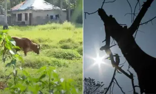 ചൂട് കൂടുന്നു; മനുഷ്യരെ പോലെ തന്നെ പക്ഷി മൃഗാദികളെയും ശ്രദ്ധിക്കുക; പകല്‍ 11നും ഉച്ചയ്ക്ക് മൂന്നിനും ഇടയില്‍ കന്നുകാലികളെ തുറസായ സ്ഥലങ്ങളില്‍ മേയാന്‍ വിടരുത്; മുന്നറിയിപ്പുമായി ചീഫ് വെറ്ററിനറി ഓഫീസര്‍