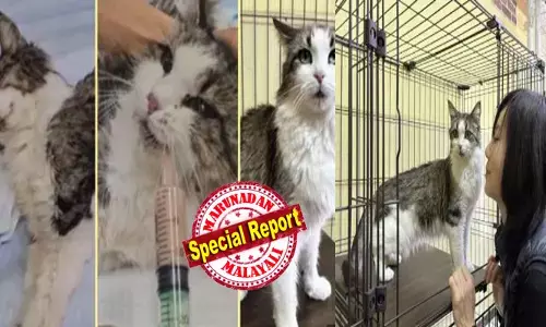 അടച്ചിട്ട ഒരു കെട്ടിടത്തിൽ ഒറ്റപ്പെട്ട് കുട്ടൻ; കുടുങ്ങിപ്പോയത് ഒരു മാസം; മ്യാവു..മ്യുവു എന്ന് നിലവിളിച്ച് കരഞ്ഞിട്ടും നോ രക്ഷ; എങ്ങും കൊടുംചൂട്; ദാഹിച്ചപ്പോൾ ടോയ്‌ലറ്റിലെ വെള്ളം കുടിച്ചു; ചീഞ്ഞ് അഴുകിയ ഭക്ഷണം കഴിച്ചു; പട്ടിണിയിൽ പൂച്ചയുടെ ബോധം പോയപ്പോൾ പുതു വെളിച്ചം; ഇത് മിറാക്കിളിന്റെ അതിജീവന കഥ!