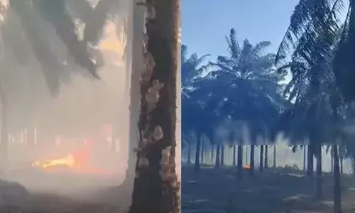 കുളത്തൂപ്പുഴയില്‍ ഓയില്‍ പാം എസ്റ്റേറ്റിന് വന്‍ തീപിടിത്തം; മൂന്ന് തോട്ടം തൊഴിലാളികളെ ആശുപത്രിയില്‍ പ്രവേശിപ്പിച്ചു; തീ നിയന്ത്രണ വിധേയമാക്കാന്‍ ശ്രമം