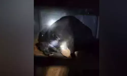 ജനവാസ മേഖലയിലിറങ്ങിയ കരടി കൂട്ടിലായി; സംഭവം മലപ്പുറത്ത്; കരടിയെ നെടുങ്കയം ഫോറസ്റ്റ് സ്റ്റേഷനിലേക്ക് മാറ്റും