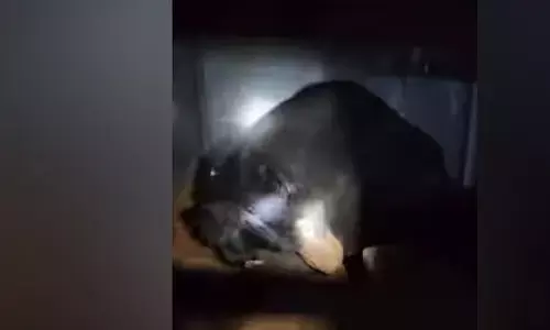 മലപ്പുറത്ത് ജനവാസ മേഖലയില്‍ ഇറങ്ങിയ കരടി കൂട്ടിലായി; നെടുങ്കയം ഫോറസ്റ്റ് സ്റ്റേഷനില്‍ എത്തിക്കും