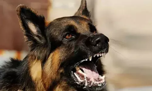 പേവിഷബാധ; ഒമ്പത് വര്‍ഷത്തിനിടെ മരിച്ചത് 124 പേര്‍: കടിയേറ്റത് 17.39 ലക്ഷം പേര്‍ക്ക്