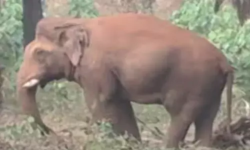 അതിരപ്പിള്ളിയിൽ മസ്തകത്തിന് പരിക്കേറ്റ കൊമ്പന് വീണ്ടും ചികിത്സ; ആനയെ നിരീക്ഷിച്ചശേഷം ബാക്കി കാര്യങ്ങൾ തീരുമാനിക്കും; പിടികൂടാനുള്ള സാധ്യതകൾ പരിശോധിക്കും