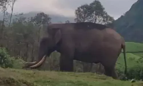 മൂന്നാറിലെ കാട്ടുകൊമ്പന്‍ പടയപ്പയ്ക്ക് മദപ്പാട് സ്ഥിരീകരിച്ചു; ആനയെ നിരീക്ഷിക്കാന്‍ പ്രത്യേക വാച്ചര്‍മാര്‍; ആന നില്‍ക്കുന്ന സ്ഥലം സ്ഥിരീകരിച്ച് ആളുകള്‍ക്ക് മുന്നറിയിപ്പ് നല്‍കും