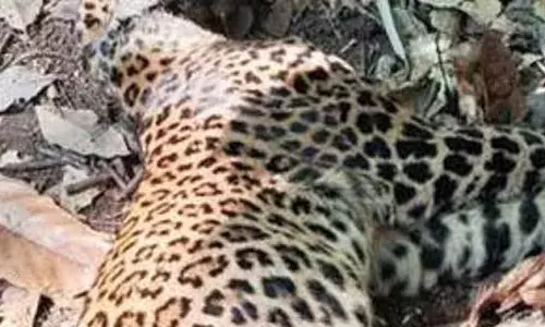 കഴുത്തിൽ ആഴത്തിലുള്ള മുറിവുകൾ; മുറിവിൽ ഇരുമ്പ് കമ്പി കണ്ടെത്തിയതിലും ദുരൂഹത; ഇളങ്കാട്ടില്‍ ചത്ത നിലയിൽ കണ്ടെത്തിയ പുലിയുടെ പോസ്റ്റ്‌മോർട്ടം റിപ്പോർട്ട് പുറത്ത്; കൊലപ്പെടുത്തിയതെന്ന് സംശയം!