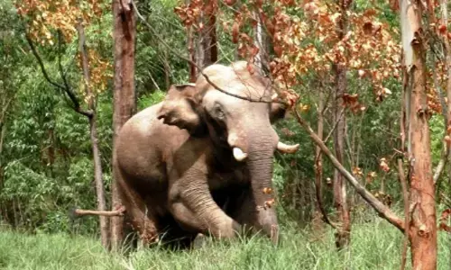 ജനവാസമേഖലയിൽ ഭീതി വിതച്ച് വീണ്ടും ചക്കക്കൊമ്പൻ; പരിഭ്രാന്തിയിൽ നാട്ടുകാർ; രണ്ട് വീടുകൾ തകർത്തെറിഞ്ഞ് കൊമ്പൻ; വ്യാപക കൃഷി നാശം; ചിന്നക്കനാലിൽ സംഭവിച്ചത്!