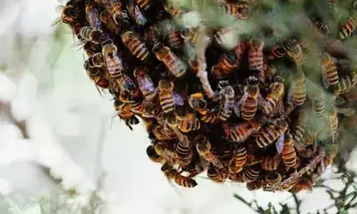 പാലരുവി വിനോദസഞ്ചാര കേന്ദ്രത്തില്‍ തേനീച്ചയുടെ ആക്രമണം; വനം വകുപ്പ് ജീവനക്കാരും സഞ്ചാരികളുമടക്കം 25 പേര്‍ക്ക് കുത്തേറ്റു; ആളുകളെ ഒഴിപ്പിച്ചു