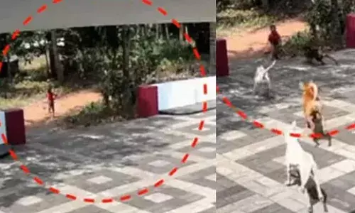 മലപ്പുറത്ത് അയല്‍വാസിയുടെ വീട്ടിലെത്തിയ ഏഴ് വയസുകാരന് നേരെ പാഞ്ഞടുത്ത് തെരുവ് നായ കൂട്ടം; കുട്ടി രക്ഷപ്പെട്ടത് തലനാരിഴയ്ക്ക്; സിസിടിവി ദൃശ്യം പുറത്ത്