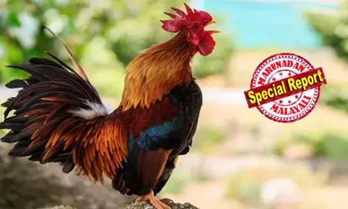 പുലര്‍ച്ചെ മൂന്നു മുതല്‍ ഉച്ചത്തില്‍ കൂവുന്നു, ഉറക്കം തടസപ്പെടുന്നു; അയല്‍വാസിയുടെ പരാതിയില്‍ ഇടപെട്ട് ആര്‍ഡിഓ; പ്രതി പൂവന്‍കോഴിയെ മാറ്റി പാര്‍പ്പിക്കാന്‍ ഉത്തരവ് പുറപ്പെടുവിച്ചു; 14 ദിവസത്തിനകം കൂവല്‍ പ്രശ്നം പരിഹരിക്കണമെന്ന് ഉത്തരവില്‍