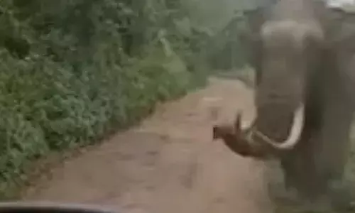 ഗ്യാസ് സിലിന്‍ഡര്‍ കയറ്റിവന്ന ലോറി അടിച്ചു തകര്‍ത്ത് പടയപ്പ; ഡ്രൈവറും സഹായിയും രക്ഷപ്പെട്ടത് തലനാരിഴയ്ക്ക്