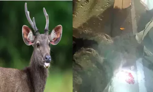 പ​ള്ളി​മു​ക്കി​ൽ പാഞ്ഞെത്തിയ ലോറി ഇടിച്ച് മ്ലാ​വിന് ദാരുണാന്ത്യം; ഡ്രൈ​വറെ കസ്റ്റഡിയിലെടുത്ത് വിട്ടയച്ചു; ഇവിടെ അപകടങ്ങളിൽ വ​ന്യ​മൃ​ഗ​ങ്ങ​ൾ മരിക്കുന്നത് സ്ഥിരമെന്ന് നാട്ടുകാർ