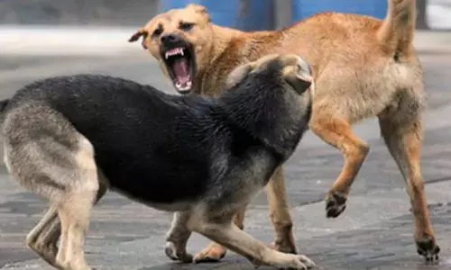 റോഡിലൂടെ പോയവരെല്ലാം ഓടിച്ചിട്ട് കടിച്ചു; വഴിയാത്രക്കാർ കുതറിയോടി; ചെറിയനാട് തെരുവുനായ ആക്രമണം; നിരവധി പേർക്ക് പരിക്ക്; ഒരാളുടെ മുഖം കടിച്ചുപറിച്ചു; ആശുപത്രിയിൽ പ്രവേശിപ്പിച്ചു