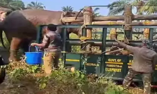 പഴുപ്പ് നിറയെ ഉണ്ടായിരുന്നു; മുറിവിൽ പുഴു കയറി തുടങ്ങി; ആന മയങ്ങി വീണത് ഗുണം ചെയ്തു; സ്പോട്ടിൽ വച്ച് തന്നെ ചികിത്സ നൽകി; അതിരപ്പള്ളിയിൽ മസ്തകത്തിൽ പരിക്കേറ്റ കാട്ടാനയുടെ ആരോഗ്യ സ്ഥിതിയെ കുറിച്ച് ഡോക്ടർ