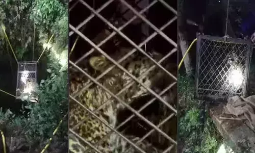 ആറര മണിക്കൂര്‍ നീണ്ട ദൗത്യം; പാലക്കാട് നെല്ലിയാമ്പതിയില്‍ കിണറ്റില്‍ വീണ പുലിയെ മയക്കുവെടിവെയ്ക്കാതെ പുറത്തെത്തിച്ചു