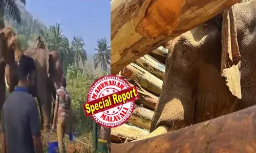 അതിരപ്പിള്ളിയിലെ കൊമ്പൻ ക്ഷീണിതൻ തന്നെ; ശ്വാസം പുറത്തുപോകുന്നത് മസ്തകത്തിലെ മുറിവിലൂടെ; ആഹാരം എടുക്കാനും ബുദ്ധിമുട്ട് പ്രകടിപ്പിക്കുന്നു; തുമ്പികൈയിലേക്കും മുറിവ് വ്യാപിക്കുമെന്ന് ആശങ്ക;  ആന സാധരണനിലയിലേക്ക് മടങ്ങിയെത്താൻ ദിവസങ്ങളെടുക്കും; പ്രതീക്ഷ കൈവിടാതെ ഡോക്ടർമാർ