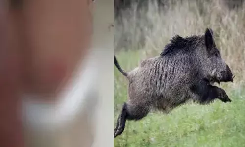 ഇരച്ചെത്തിയ കാട്ടുപന്നി റോഡിനെ കുറുകെ ചാടി; ബൈക്ക് നിയന്ത്രണം വിട്ട് മറിഞ്ഞ് അപകടം; 2 പേർക്ക് പരിക്ക്; ആശുപത്രിയിൽ പ്രവേശിപ്പിച്ചു; സംഭവം കച്ചേരിപ്പടിയിൽ