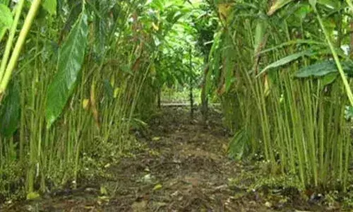 ഇടുക്കിയില്‍ ഏലകൃഷി നശിച്ചവര്‍ക്ക് പത്തു കോടി; തുക അനുവദിച്ചത് സംസ്ഥാന ദുരന്തനിവാരണ മിറ്റിഗേഷന്‍ ഫണ്ടില്‍നിന്ന്