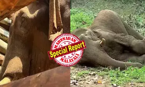 കൊമ്പന്റെ മസ്തകത്തിലും തുമ്പിക്കൈയിലും പുഴുവരിച്ചു; തലച്ചോറിന് അണുബാധ ഏറ്റിരുന്നു; മസ്തകത്തിലെ ആഴത്തിലുള്ള മുറിവ് കൊമ്പ് കുത്തിയതിനെ തുടർന്നുണ്ടായതെന്ന് സംശയം; അതിരപ്പിള്ളിയിലെ ആ കാട്ടുകൊമ്പൻ ചെരിഞ്ഞത് ഹൃദയാഘാതം മൂലം തന്നെ; പ്രാഥമിക പോസ്റ്റ്മോർട്ടം റിപ്പോർട്ട് പുറത്ത് വരുമ്പോൾ!