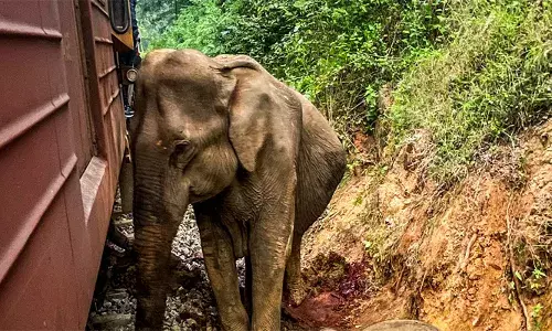 കുതിച്ചെത്തിയ ട്രെയിൻ ഇടിച്ചുകയറി; ആറ് ആനകൾക്ക് ദാരുണാന്ത്യം; രണ്ടെണ്ണത്തിന് ഗുരുതര പരിക്ക്; ദയനീയ കാഴ്ച കണ്ട് പലരുടെയും കണ്ണ് നിറഞ്ഞു; ശ്രീലങ്കയിലെ ഹബരാനയിൽ സംഭവിച്ചത്