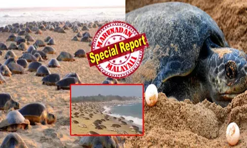 ഈ വർഷവും വരവ് മുടക്കിയില്ല; കണ്ണിന് കുളിർമയേകി തീരത്ത് കുഞ്ഞൻ അതിഥികൾ; മുട്ടയിടാൻ കരയിലേക്ക് കൂട്ടത്തോടെ ഇരച്ചുകയറി കടലാമകൾ‍; ഇനി കൂടൊരുക്കി വിശ്രമം; കാഴ്ച കണ്ടവർ ക്യാമറ  ഓണാക്കി; ഈ തിരിച്ചുവരവിന്റെ അടയാളമെന്ത്?; പ്രകൃതി ഒരു അത്ഭുതമായപ്പോൾ സംഭവിച്ചത്!