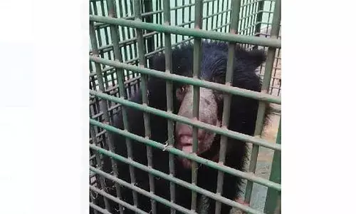 ജനങ്ങള്‍ക്ക് ശല്യമായിരുന്ന കരടിയെ പരിക്കേറ്റ നിലയില്‍; കരടിയുടെ കാലില്‍ ആന ചവട്ടിയതാണെന്ന് നാട്ടുകാര്‍; പുത്തൂരില്‍ എത്തിച്ച് ചികിത്സ നല്‍കി