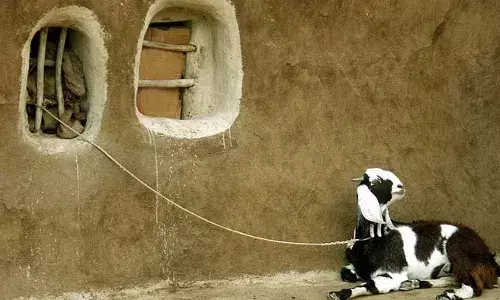 ഝാര്‍ഖണ്ഡില്‍ ആടിനെ മോഷ്ടിച്ച രണ്ടു യുവാക്കളെ ജനക്കൂട്ടം തല്ലിക്കൊന്നു; അഞ്ചു പേരെ അറസ്റ്റു ചെയ്തു