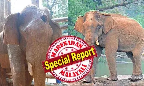 ആദ്യം മയക്കുവെടി വച്ച് മയക്കിയപ്പോള്‍ പരിശോധിച്ചത് മസ്തകത്തില്‍ വെടിയുണ്ടോ എന്ന് മാത്രം; മെറ്റല്‍ ഡിക്ടറ്റര്‍ പരിശോധനയ്ക്കപ്പുറം നടത്തിയത് മുറവില്‍ മരുന്ന് വയ്ക്കല്‍ മാത്രം; അന്ന് ശരിയായ ചികില്‍സ തുടങ്ങിയിരുന്നുവെങ്കില്‍ കാട്ടുകൊമ്പന്‍ ജീവനോടെ ഉണ്ടാകുമായിരുന്നു; വനംവകുപ്പിന്റെ ചികില്‍സാ പിഴവ് കൊമ്പനെ കൊന്ന കഥ