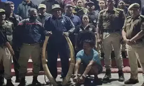 രഹസ്യ വിവരത്തെ തുടര്‍ന്ന് പരിശോധന; വളഞ്ഞ മുള പോലൊരു സാധനം; സൂക്ഷിച്ചു നോക്കിയപ്പോൾ കണ്ടത്; 13 കിലോ ഭാരമുള്ള 2 ആനക്കൊമ്പുകള്‍ പിടിച്ചെടുത്തു; ഒരാളെ പൊക്കി വനം വകുപ്പ്