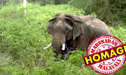 ആറളം ഫാമില്‍ കാട്ടാന ആക്രമണത്തില്‍ ആദിവാസി ദമ്പതികള്‍ക്ക് ദാരുണാന്ത്യം; ആന ആക്രമിച്ചത് കശുവണ്ടി ശേഖരിക്കുന്നതിനിടെ; സംഭവം പതിമൂന്നാം ബ്ലോക്കില്‍;  ഒമ്പത് വര്‍ഷത്തിന് ഇടയില്‍ കാട്ടാന ആക്രമണത്തില്‍ ആറളത്ത് മാത്രം മരിച്ചത് 14 പേര്‍; നിരന്തരമുള്ള കാട്ടാനയുടെ ആക്രമണങ്ങളില്‍ ഉറക്കമില്ലാതെ ആറളത്തെ ആദിവാസികള്‍