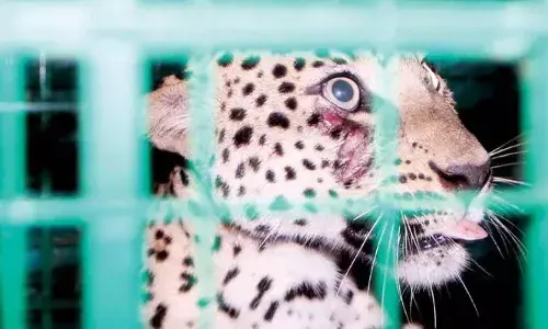 കൊളത്തൂരില്‍ വനംവകുപ്പ് സ്ഥാപിച്ച കൂട്ടില്‍ പുലി കുടുങ്ങി; വലതു കണ്ണിന് താഴെ മുറിവ്:  ചികിത്സ ലഭ്യമാക്കും