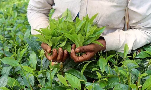 വയനാട്ടില്‍ തേയില തോട്ടത്തിന് തീപിടിത്തം; ഒരേക്കര്‍ സ്ഥലത്തെ 300 തേയില ചെടികള്‍ കത്തിനശിച്ചു; തോട്ടത്തില്‍ ഉണങ്ങി നിന്ന അടിക്കാടുകള്‍ക്കിടയിലേക്ക്, വൈദ്യുതി ലൈനിലെ ഷോര്‍ട്ട് സര്‍ക്യൂട്ടാണ് തീപിടിത്തം ഉണ്ടാകാന്‍ കാരണമെന്ന് ഫയഫോഴ്‌സ് ഉദ്യേഗസ്ഥര്‍ പറഞ്ഞു